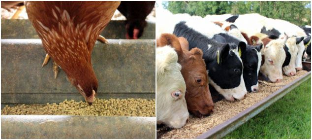 1Ton/Hour Animal Feed Pellet Production Line Established in Uganda