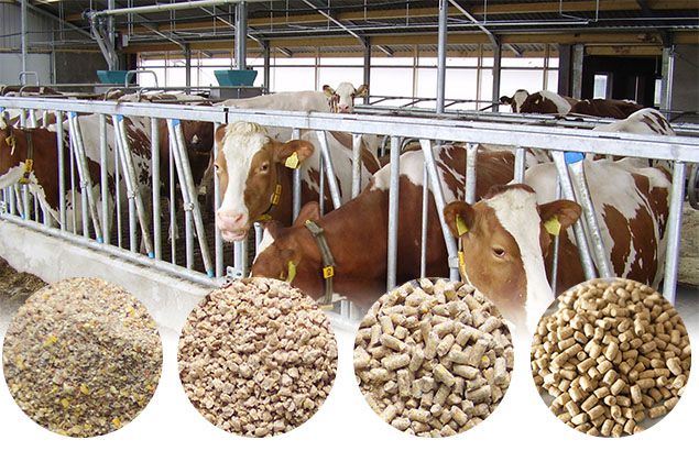 BEST Livestock Feed Production Business Plan for Nigeria, Kenya, Ethiopia
