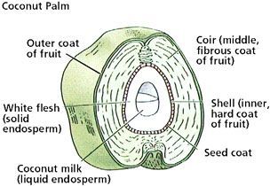 Coconut Shell Pellet Mill for Sale: Making Coconut Palm Pellets